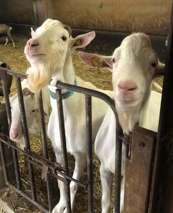 Salon de Bordeaux: les Aquitanima Tours 2024