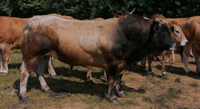 Bovins de race parthenaise  (ph Interco)