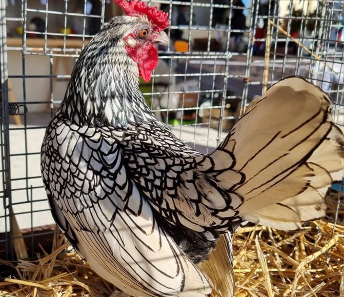 Poule naine Wyandotte (ph SAGSO) Poule naine Wyandotte (ph SAGSO)