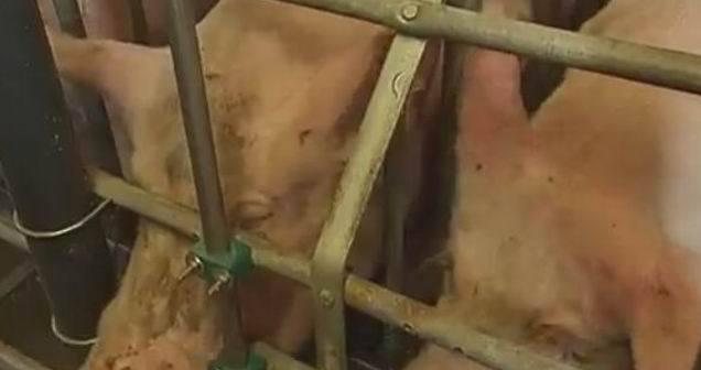 Elevage industriel de porc (copie d'écran vidéo France2) Elevage industriel de porc (copie d'écran vidéo France2)