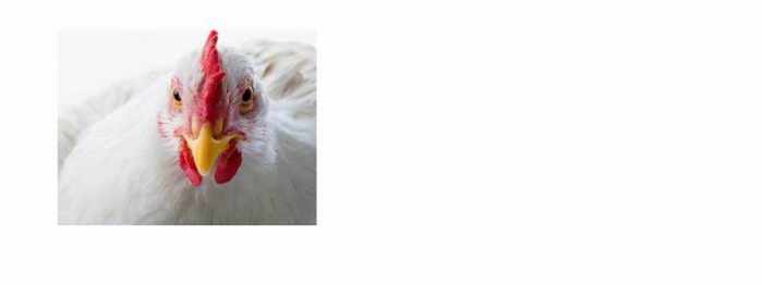 Ceva Santé Animale va fournir  100 millions de doses de vaccin contre la grippe aviaire aux USA