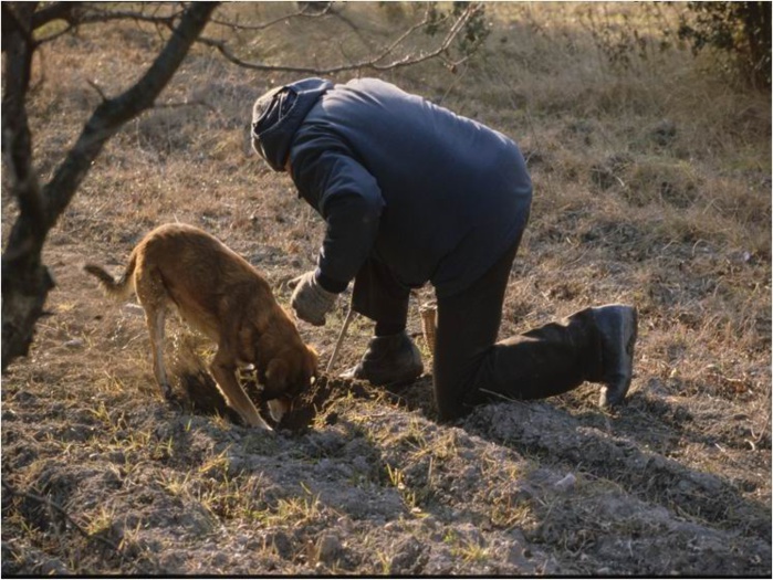 Cavage dans le Tricastin (DR) Cavage dans le Tricastin (DR)