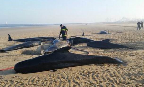 Des scientifiques de La Rochelle sur la piste des baleines échouées de Calais.