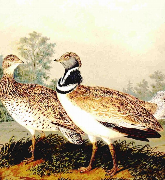 PH Wikipedia PH Wikipedia