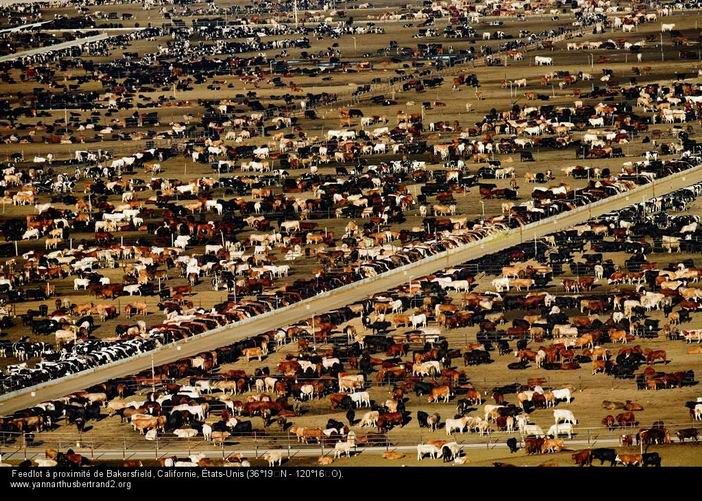 Un "feedlot" à Baskerfield en Californie ( ph site yannarthusbertrand, reprise par Interbev)