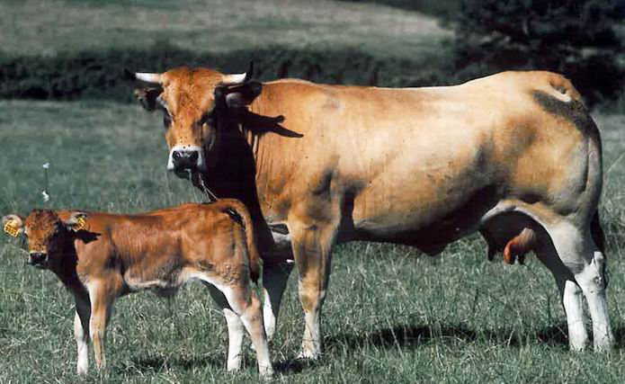 La race bovine parthenaise  (ph site de la race)