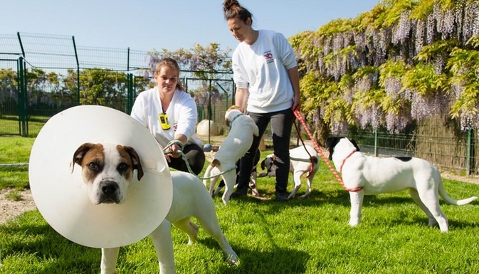 PH 30 Millions d'Amis PH 30 Millions d'Amis