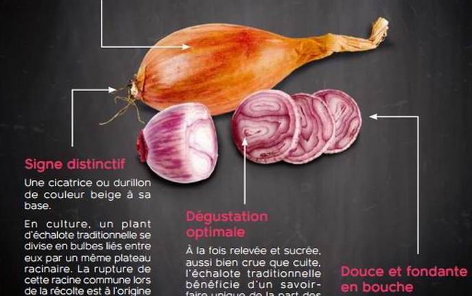 Les producteurs français ne veulent pas perdre la course de l'échalote face à la Hollande