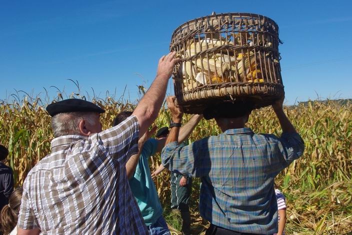 Récolte du maïs à l'ancienne à Bernède dans le Gers . Le maïs,c'est aussi le patrimoine! (ph Paysudtv)