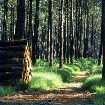 PH site FIBOIS (DR)