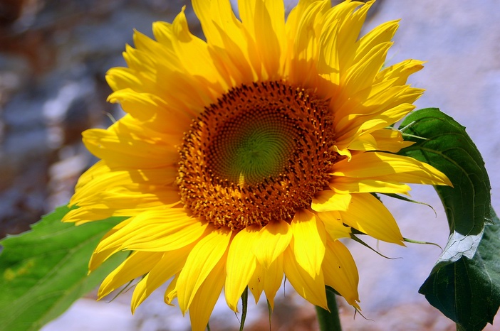 Une présence plus marquée côté tournesol de Poitou-Charentes (ph DR)