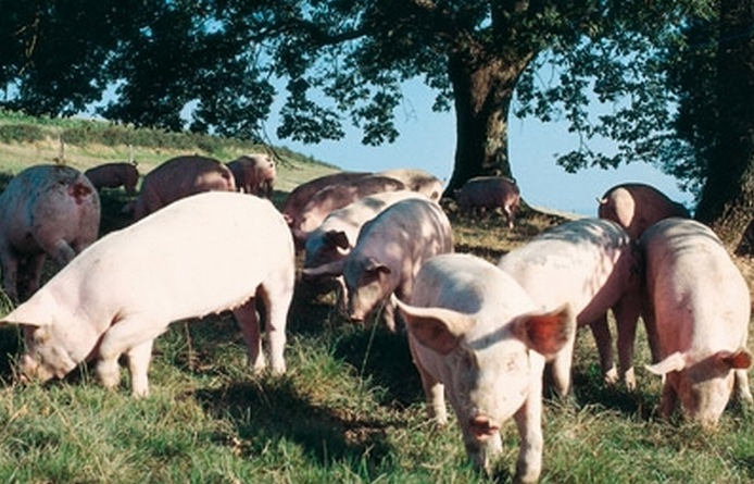 Porcs fermiers du sud-ouest label rouge (Ph Irqualim)