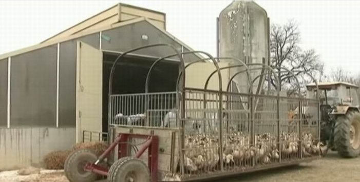 Capture d'écran vidéo France 24