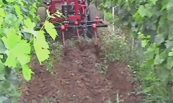 Entretien de la vigne "à l'ancienne" (ph PaysudTv)