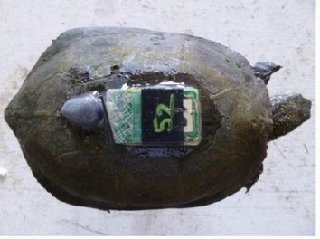 Cistude dotée d'un GPS et d'un émetteur (ph dép.Gironde)