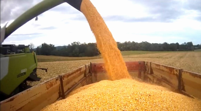 Récolte du maïs dans les Landes (capture d'écran vidéo You Tube Ralph P.)