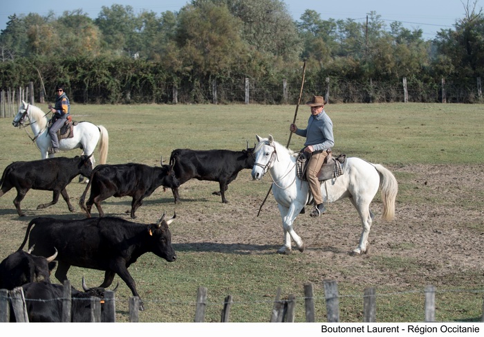 L'Occitanie sauvegarde les traditions en Camargue L'Occitanie sauvegarde les traditions en Camargue