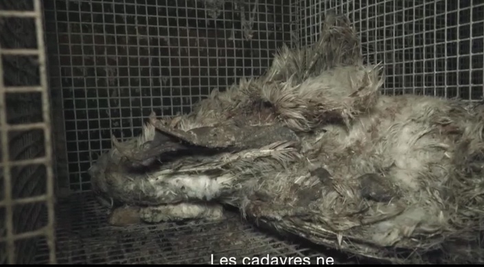 Capture d'écran de la vidéo de L214