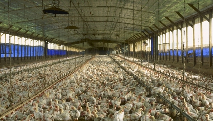 Poulets aux USA (ph USDA)
