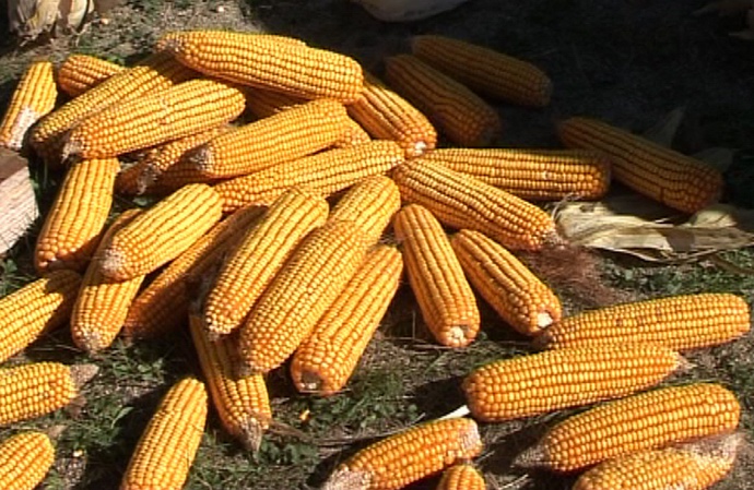 Conserver la place du maïs en France... (ph Paysud)