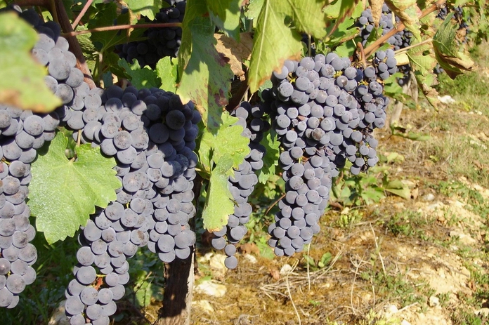 Vigne de cabernet-sauvignon (ph Paysud)