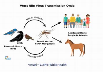 Alerte au virus West Nile en Gironde