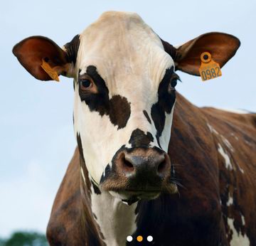 Oreillette, reine normande... (ph SIA) Oreillette, reine normande... (ph SIA)