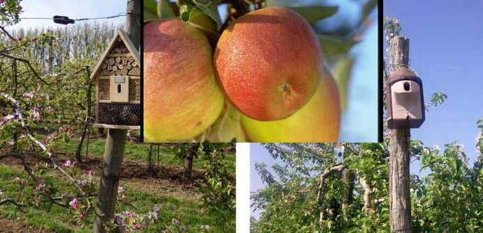 D'après le site lapomme.org. Boîte à insectes et nichoir D'après le site lapomme.org. Boîte à insectes et nichoir