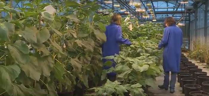 Copie d'écran vidéo Maïsadour-You Tube Copie d'écran vidéo Maïsadour-You Tube