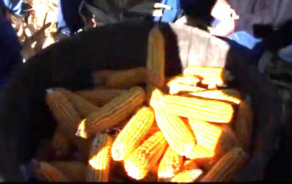 Cueillette à l'ancienne à Bernède dans le Gers (Paysudtv)
