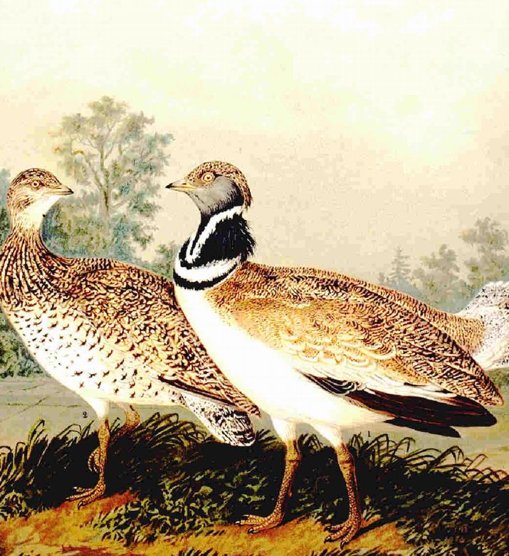 PH Wikipedia PH Wikipedia