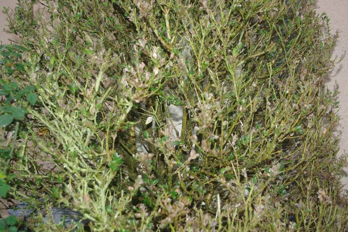 Buis ravagé par la pyrale du buis (Ph Paysud). Quels moyens de lutte demain? Buis ravagé par la pyrale du buis (Ph Paysud). Quels moyens de lutte demain?