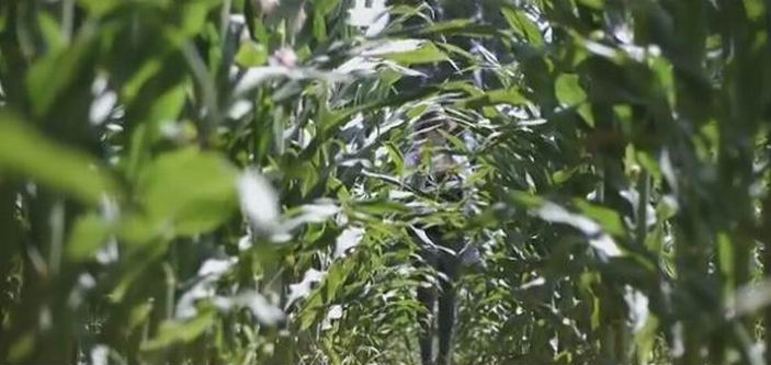 Capture d'écran vidéo AGPM Capture d'écran vidéo AGPM