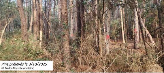 Le nématode du pin détecté dans les Landes