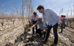 La région Occitanie au secours des viticulteurs victimes de la grêle