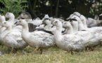 L'après grippe aviaire: Questions de la Coordination  après la levée des restrictions