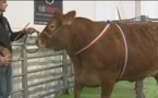 La vache la plus chère de France:une limousine