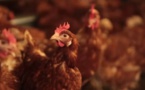 Un appel des aviculteurs afin d'aider à  la libération des poules