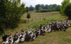 Influenza aviaire:un abattage massif de canards programmé