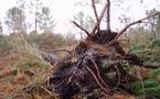 Quand la tempête déracine un système sylvicole