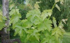 Le vignoble bordelais durement frappé par le gel