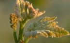 Gelées en Gironde: premier bilan de la chambre d'agriculture