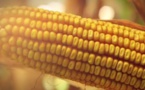 L'UE veut importer 650 000 tonnes de maïs (de plus) à droits zéro d'Ukraine