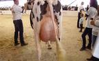 La montée de colère des producteurs de lait du sud-ouest