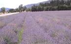 Voyage dans la Provence couleur lavande