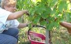 Vendanges girondines :premiers coups de ciseaux en Bio 