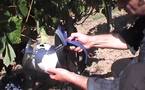 A Château Couhins (INRA): l'appareil à radioscoper le raisin