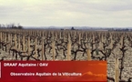 Prix des vignes en Aquitaine: l'écart se creuse entre les stars des bordeaux et les autres