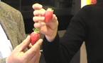 Gariguette et ciflorette, ces fraises qui font le printemps