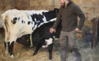 La vache bordelaise obtient le second prix de l'agrobiodiversité